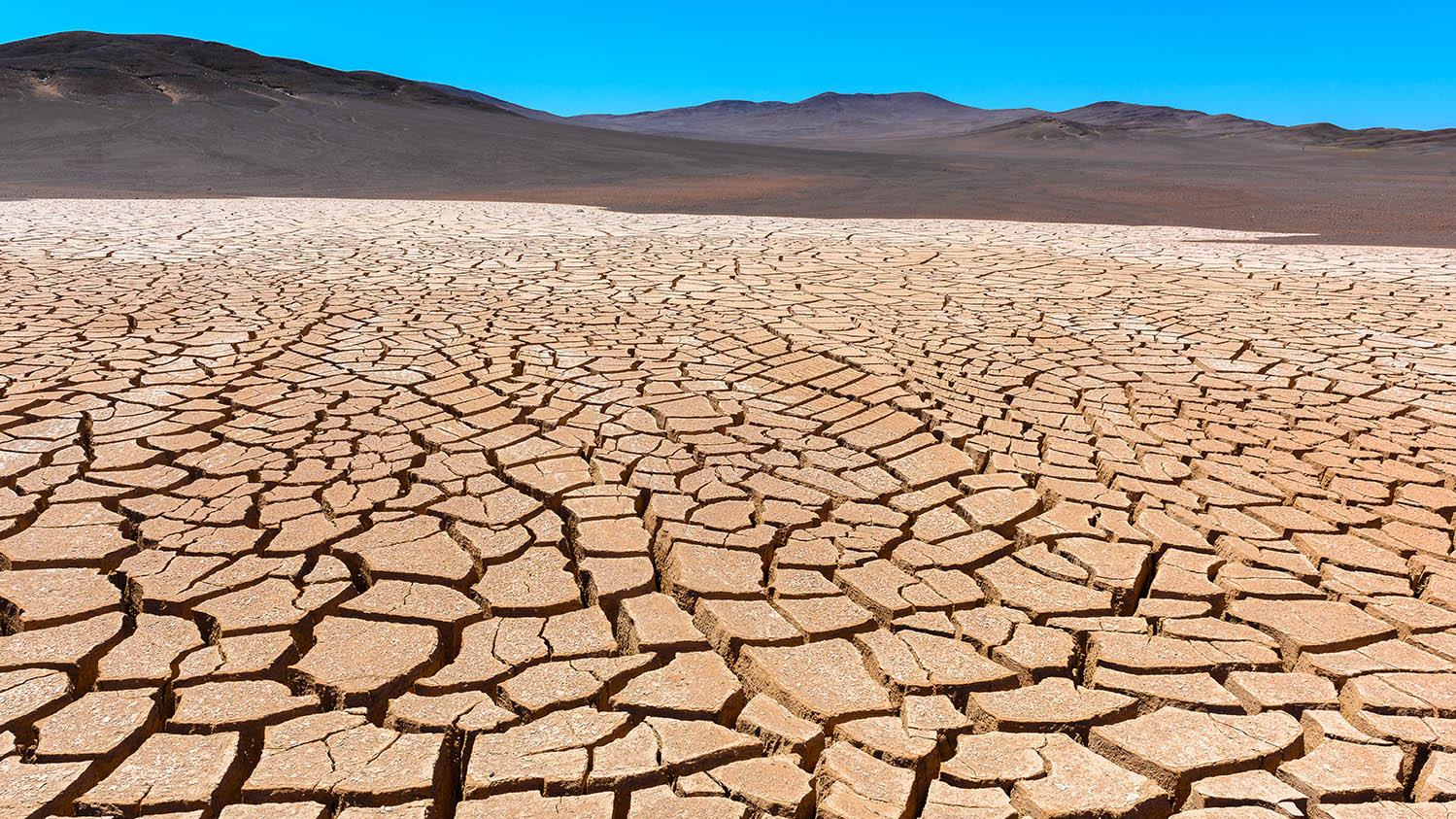 NGOs Want Gov’t, Counties  and development partners To Pool Efforts To Fight Drought